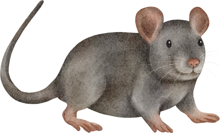 watercolor rat